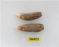 藏品(動物牙化石)的圖片